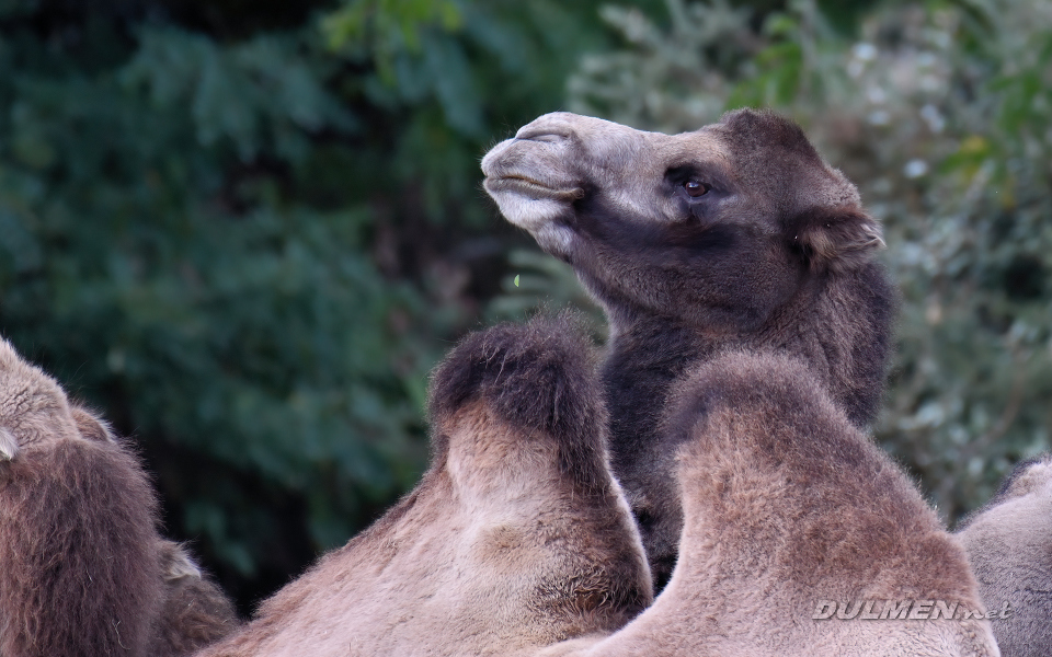 Bactrian camel (Camelus bactrianus)